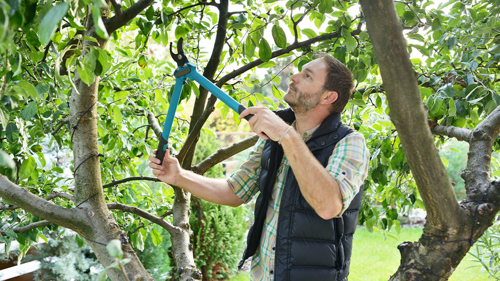 Mann beschneidet seinen Gartenbaum