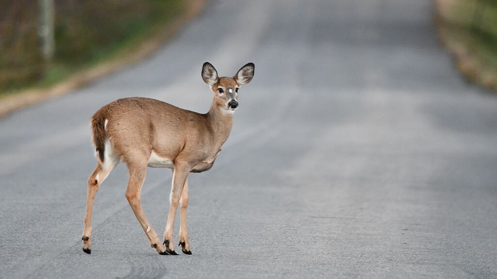 Couvre-siège de voiture Hiver - Cerfs gris